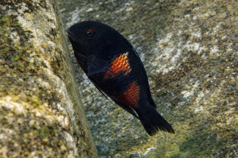 Tropheus sp. 'kirschfleck' Lufungu Bay